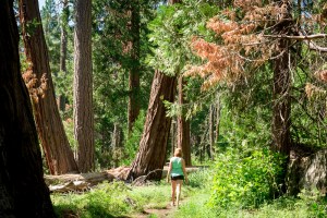 35358815290_11f832de1b_o