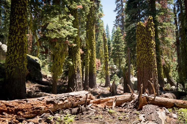 35577661522_95dbea32c4_o