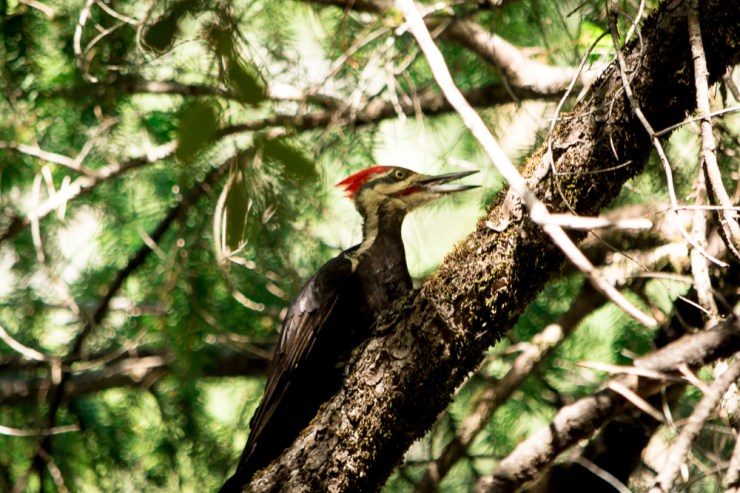 35706194946_130425cc2a_o