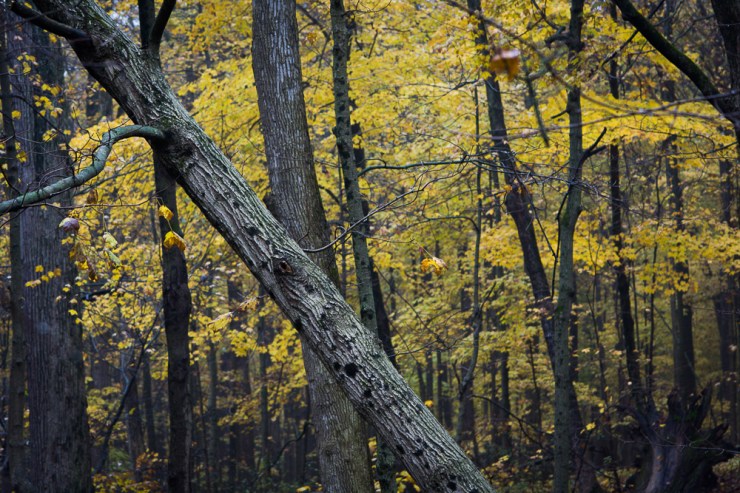 38136413636_22edb9cbaa_o