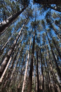 40566670695_e09708eded_o