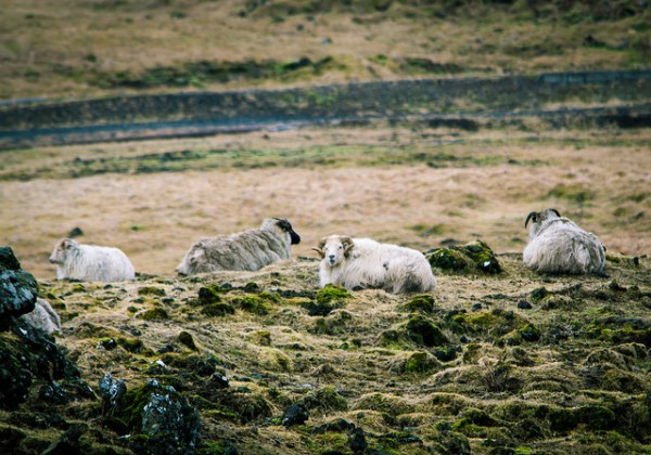 26017907561_22ac346199_z