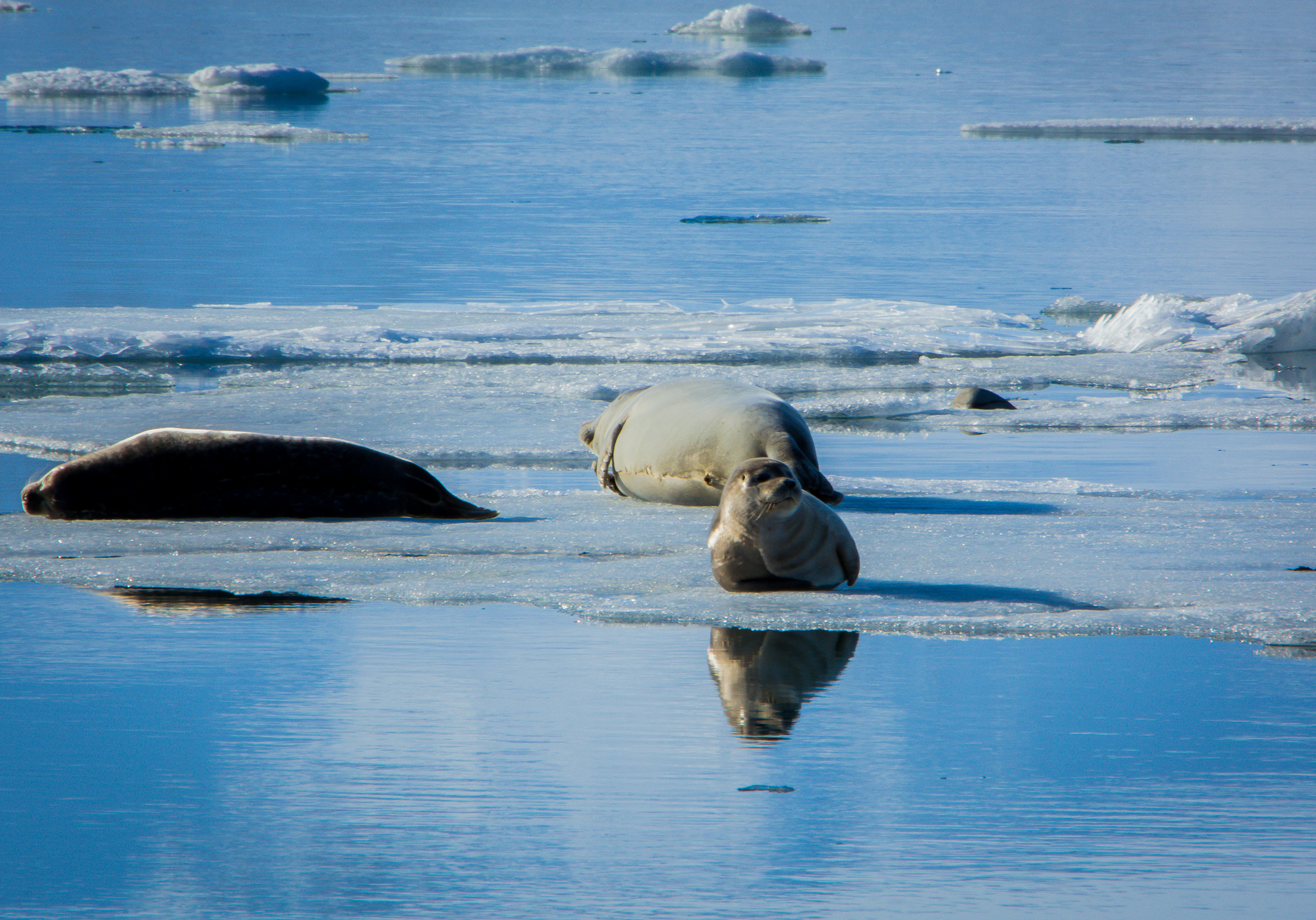 26083331185_005c37c812_k