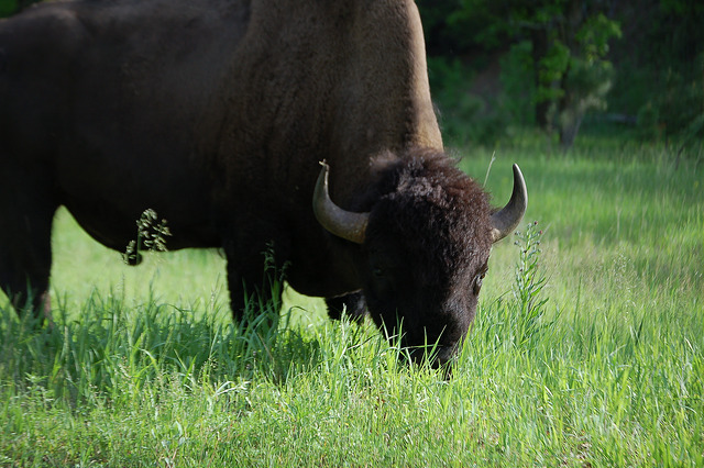 16305068888_a9bdaf122f_z