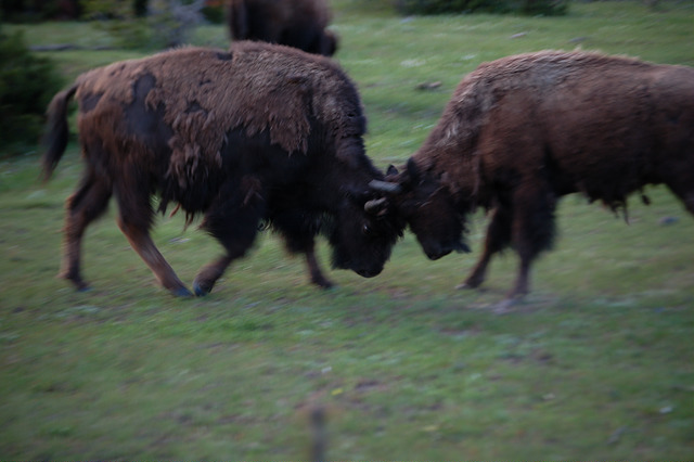 16499332782_00f3128f4f_z